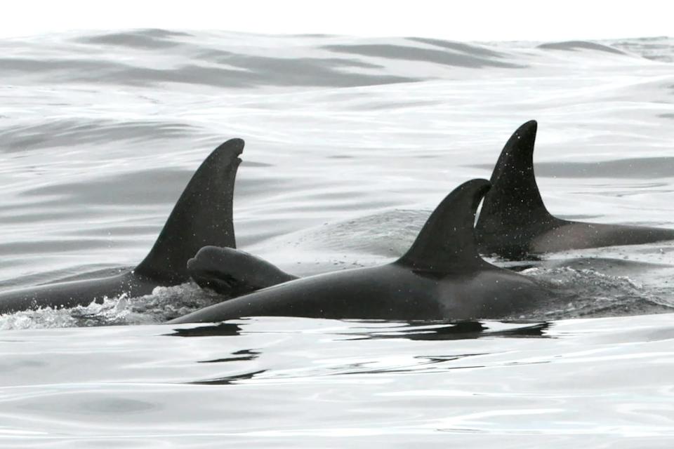 a small pilot whale swims in between three killer whales
