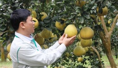 Australia opens market to fresh pomelo from Việt Nam after final risk assessment
