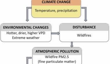 Anthropogenic climate change contributes to wildfire particulate matter and related mortality in the United States