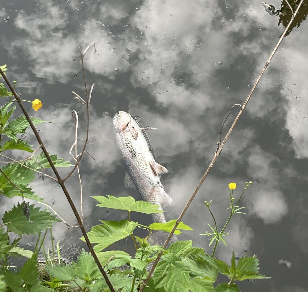 Massives Fischsterben im lokalen Weiher