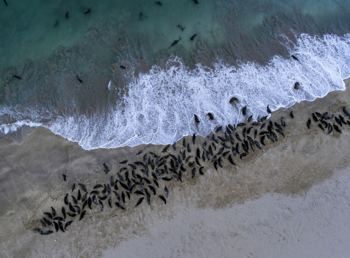 Basking on the Blaskets…The Blasket Islands are the grey seal capital of Ireland, seals come from as far away as Scotland and the British Isles to breed around the Blaskets. Picture:Valerie O’Sullivan