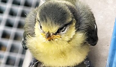 Er saß plötzlich draußen vor dem Fenster