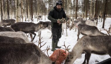 Growing Arctic military presence worries Finland's reindeer herders