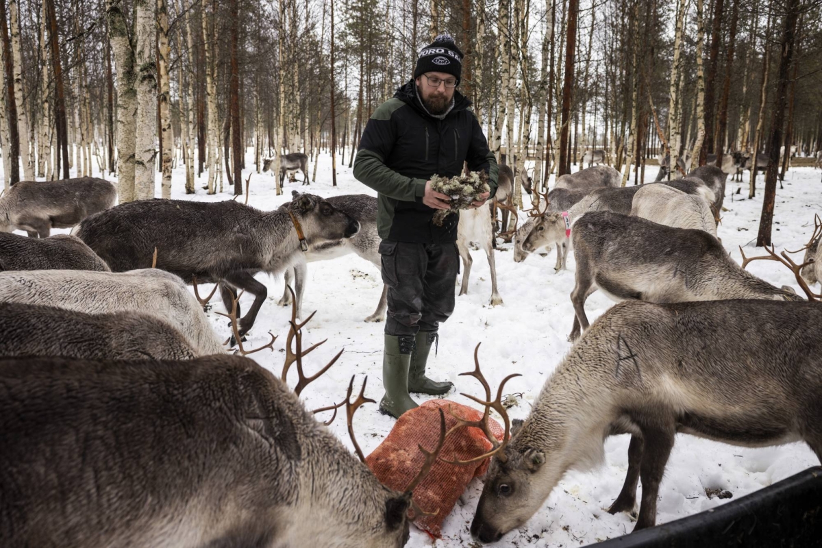 Growing Arctic military presence worries Finland's reindeer herders