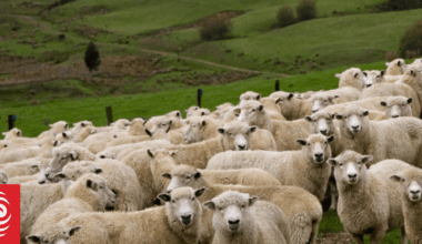 Gap between people and sheep rapidly closing