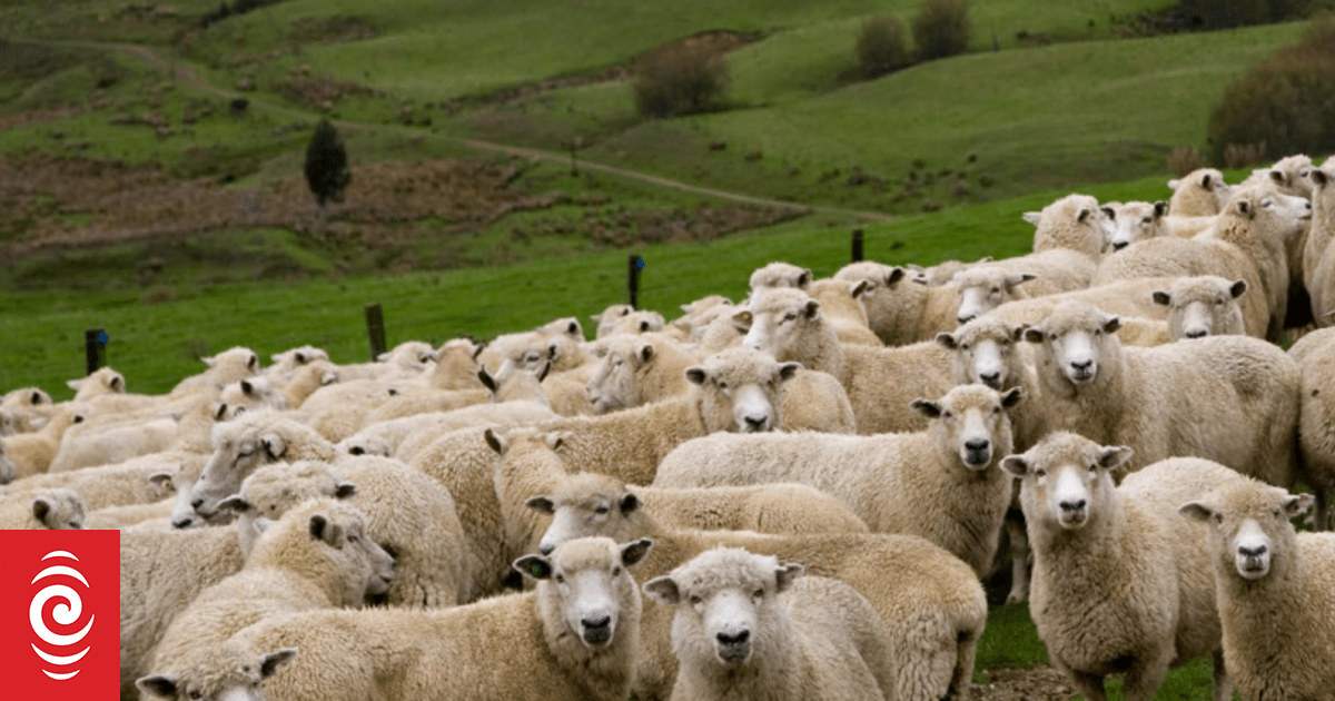 Gap between people and sheep rapidly closing