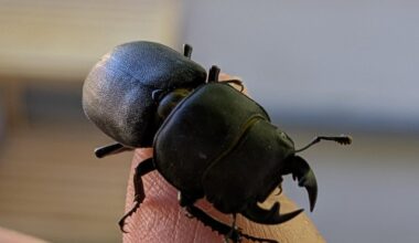 Ein "kleiner Hirschkäfer" (Balkenschröter)?