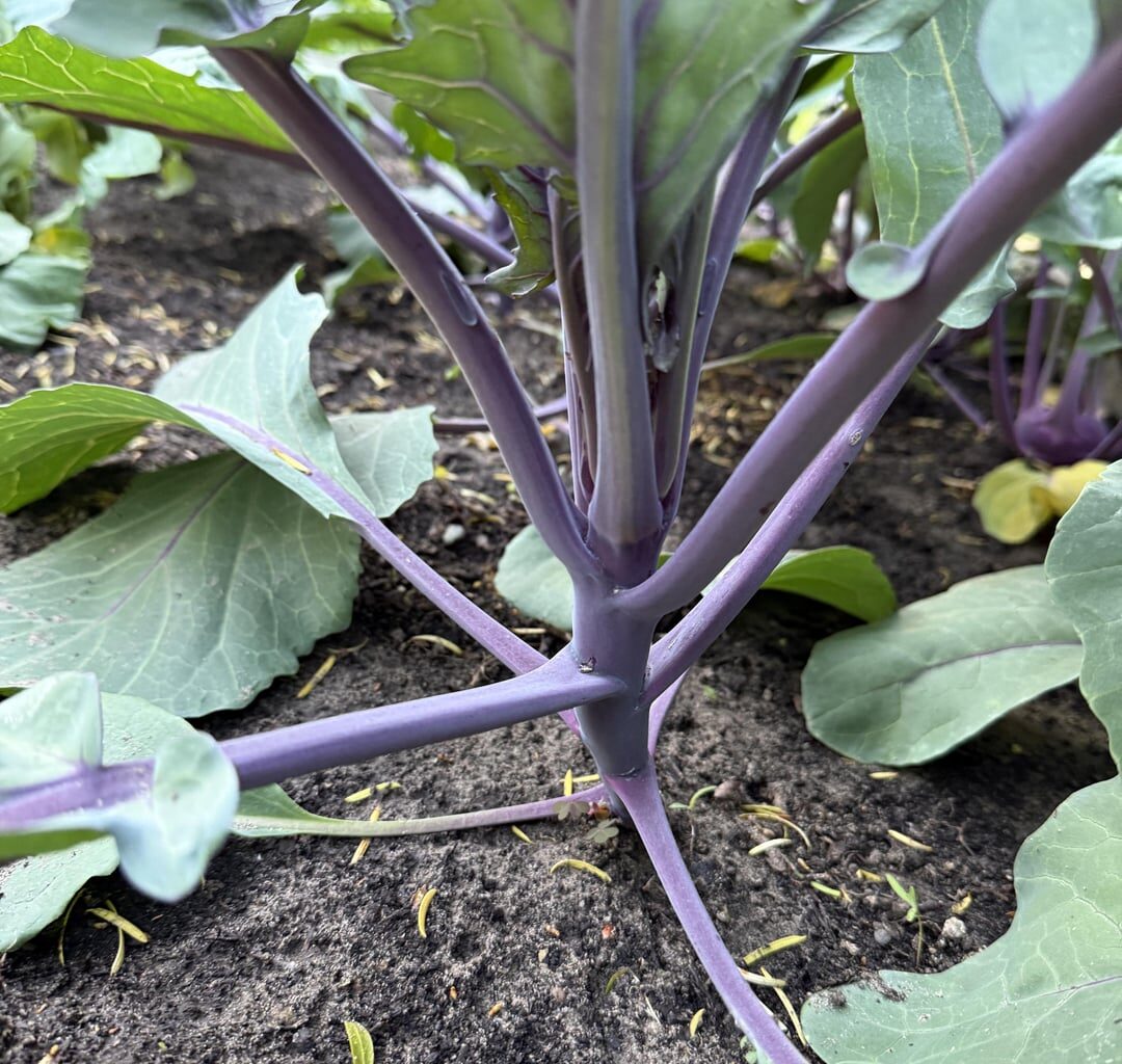 Rotkohl noch zu retten?