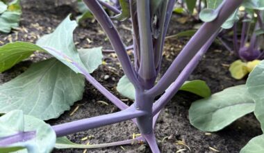 Rotkohl noch zu retten?