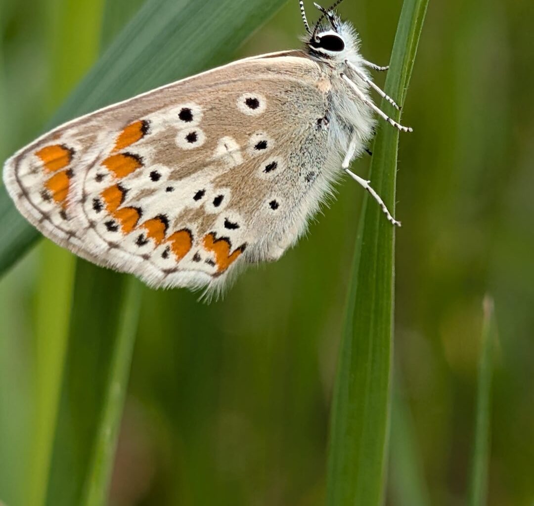 So süße Schmetterlinge... Ist mit den Handy Fotografiert deswegen ist die Quali nicht die Beste 😅