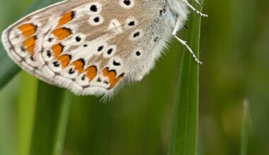 So süße Schmetterlinge... Ist mit den Handy Fotografiert deswegen ist die Quali nicht die Beste 😅