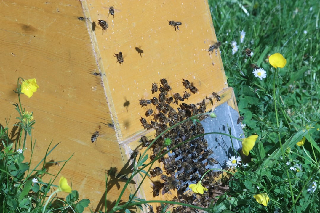 Herrenloser Bienenschwarm Update