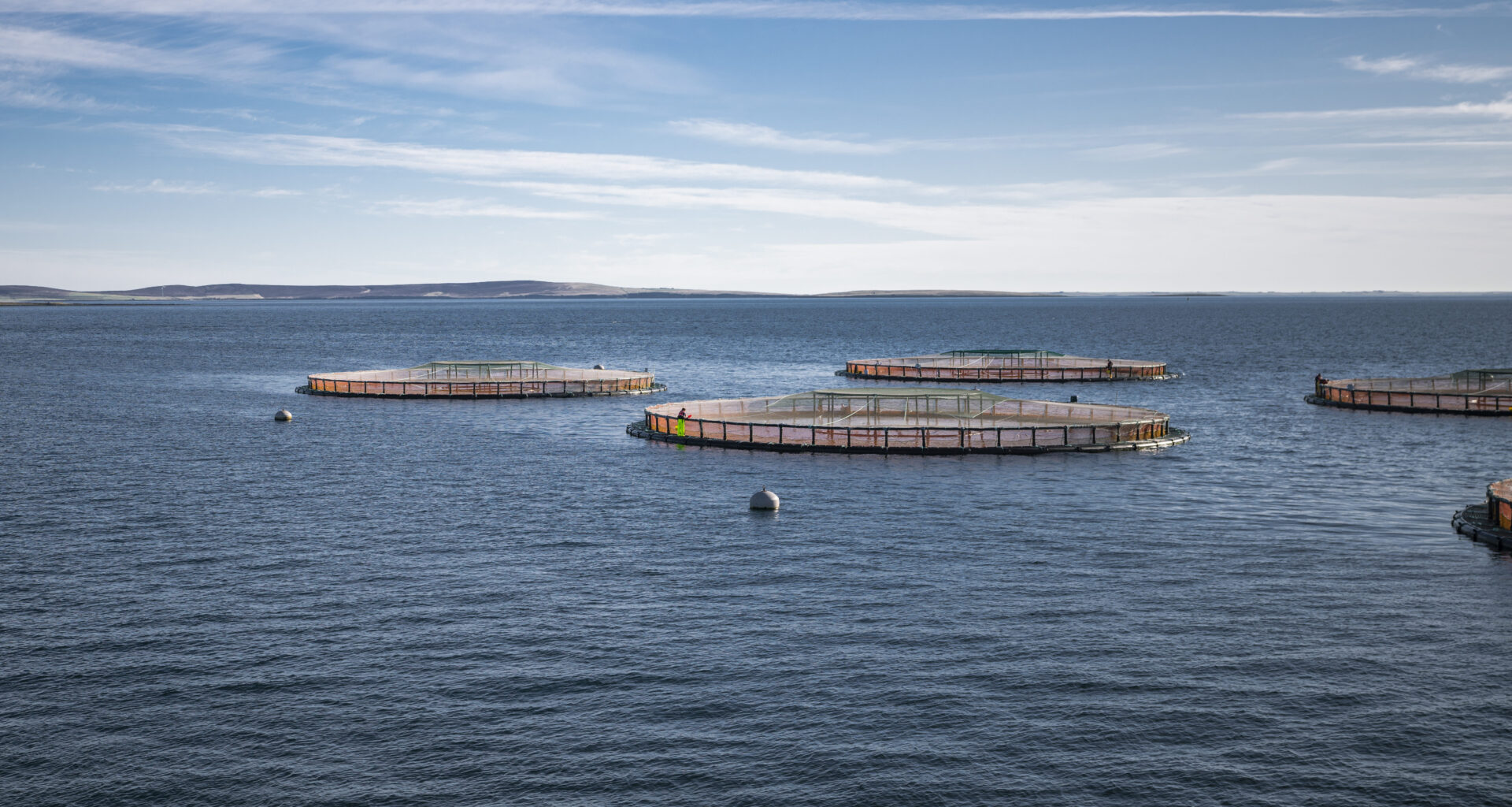 Norway salmon spot prices roughly stable, Scottish lift, Chilean ease