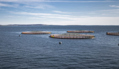 Norway salmon spot prices roughly stable, Scottish lift, Chilean ease