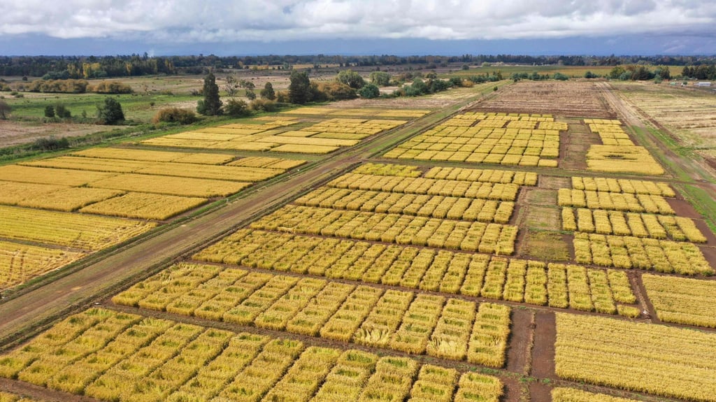 An aerial view of INIA’s experimental rice crops in Chile. Typically grown in wetter, tropical areas, rice cultivation in Chile has been hampered by an unprecedented megadrought, now in its 15th year. Photo: AFP