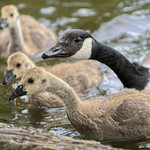 Canada Goose Goslings