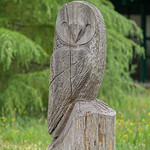 Owl Carving at Cuerden Valley