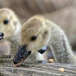 Canada Goose Goslings