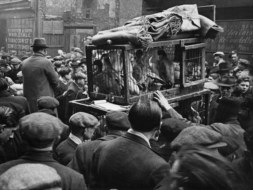 East London Small holders restocking sale, 18th February 1945 East London 'back yard smallholders' at the street market in Bethnal Green, buying rabbits, chicks, hens, goats etc for spring restocking. They are keen judges of the livestock offered and much bargaining is done. Many who have surplus birds and animals bring them along for sale or exchange. (Photo by MacLellan/Mirrorpix/Getty Images)