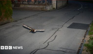 A brown and white duck flying along a street caught on a speed camera in the city of Koeniz, Switzerland on 13 April 2025.