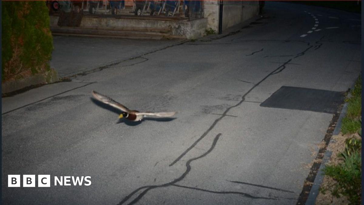 A brown and white duck flying along a street caught on a speed camera in the city of Koeniz, Switzerland on 13 April 2025.