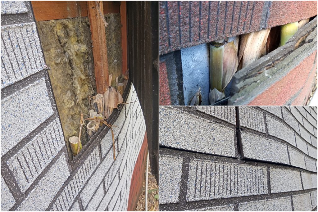 “Nekad nestādiet Latvijā bambusus! Nekad! Nemaz nemēģiniet sākt!” soctīkli atklāj nepatīkamu, dārgu un spēcīgu patiesību