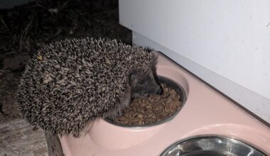 Igel im Garten