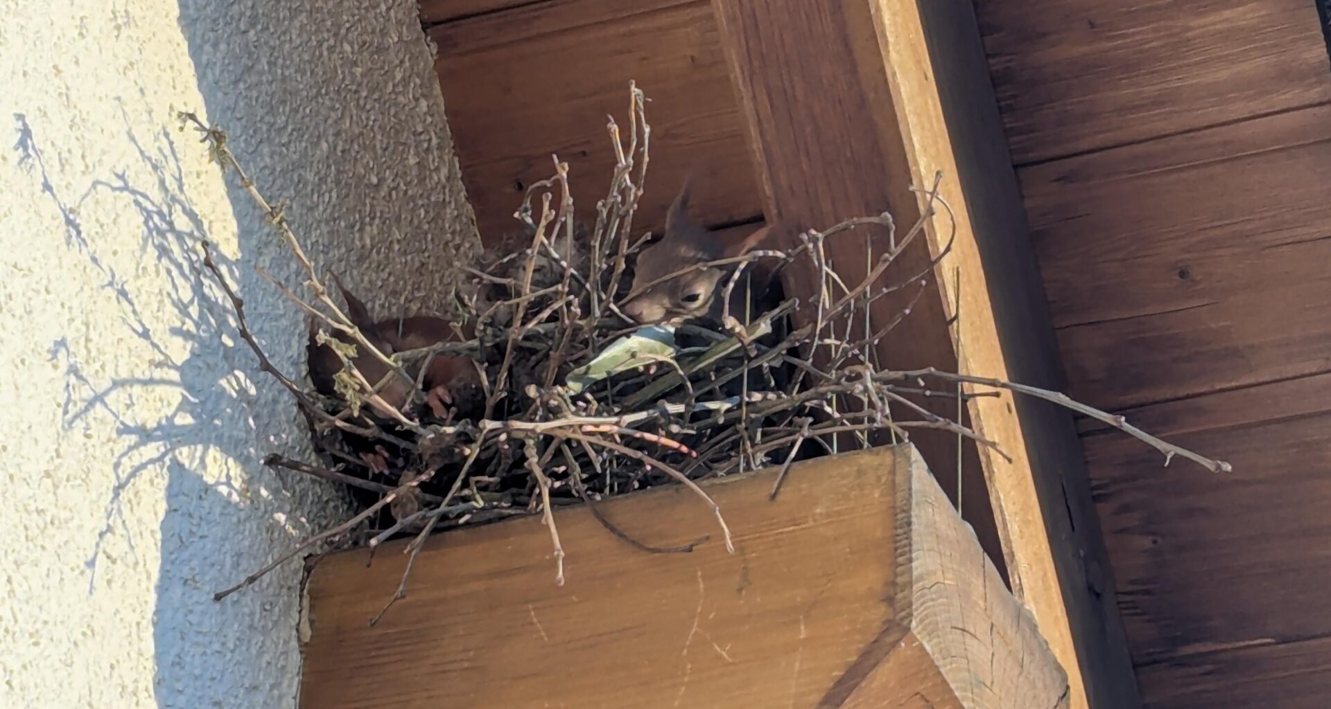Eichhörnchen haben es sich auf unserem Dachbalken gemütlich gemacht