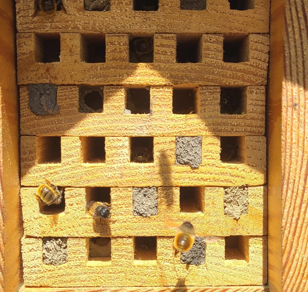 Solitary bee progress over five hours!