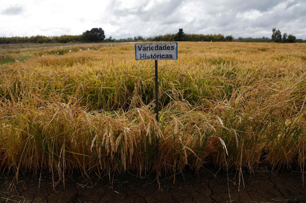 A sign that reads “Historical Varieties” is pictured at the INIA experimental rice cultivation site in Chile. Photo: AFP