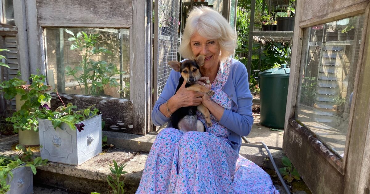 Queen Camilla introduces new family member ahead of sweet event | Royal | News