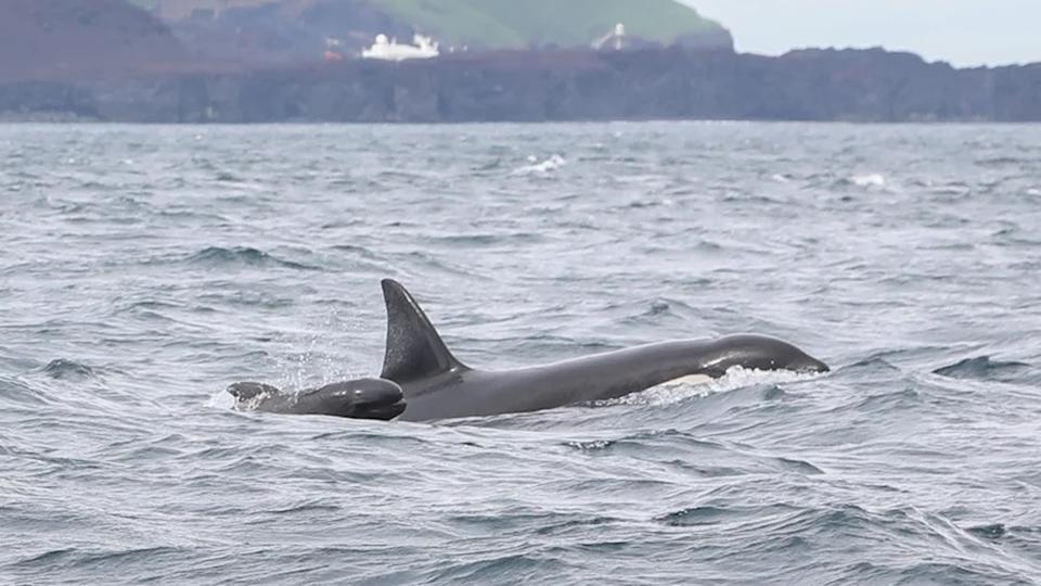 A small pilot whale swims behind a killer whale.