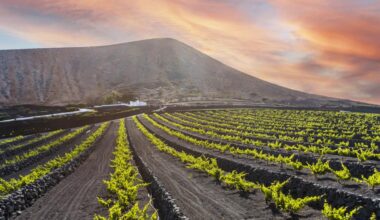 El cambio climático trae a España variedades de uva internacionales