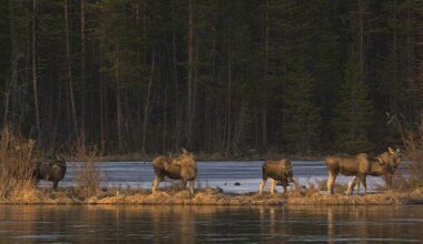 This year's 24-hour live coverage of Sweden’s epic moose migration is over. It'll return in 2026 | National News