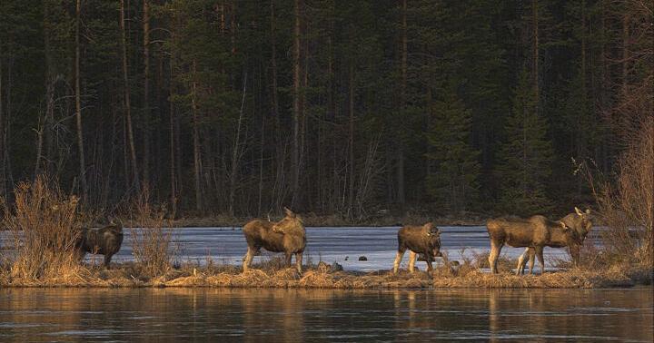 This year's 24-hour live coverage of Sweden’s epic moose migration is over. It'll return in 2026 | National News
