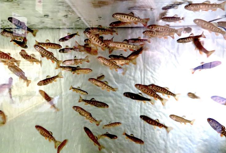 Trout in the classroom1