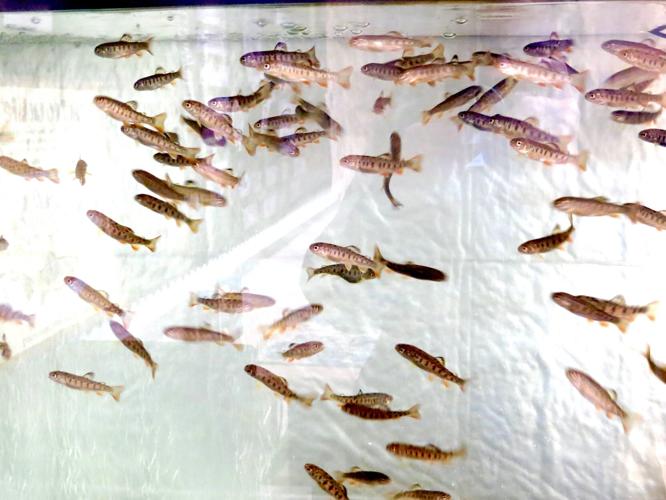 Fishy