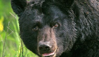 DWR gives tips for avoiding conflicts with bears | News