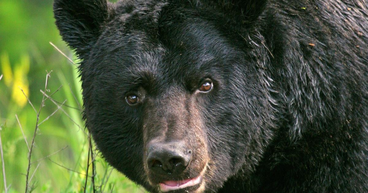 DWR gives tips for avoiding conflicts with bears | News