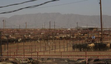 For borderland ranchers, a trade war adds to troubles |