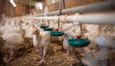 New Virus Is Wiping Out Minnesota Turkey Flocks, Costing Farmers $112 Million So Far | Community