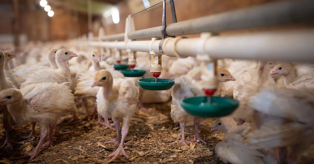 New Virus Is Wiping Out Minnesota Turkey Flocks, Costing Farmers $112 Million So Far | Community