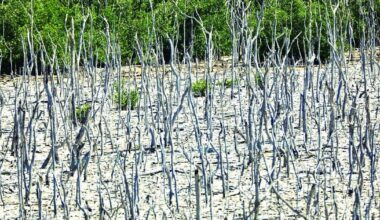 Mangrove Restoration Update | Environment
