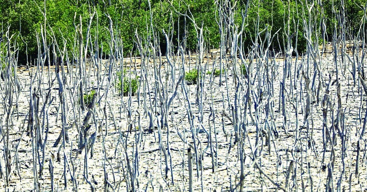 Mangrove Restoration Update | Environment