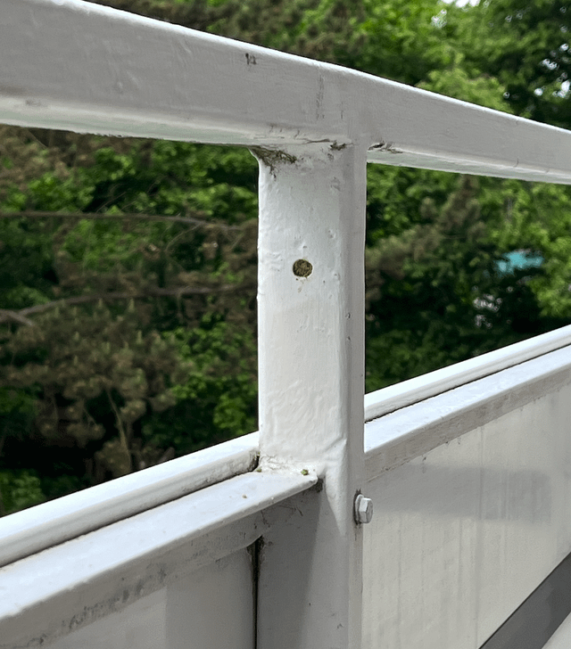 Warum verschließen "unsere Balkon-Wespen" ihr Nest?