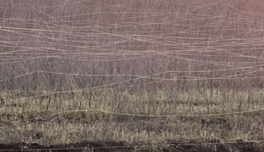 A picture of a field filled with fiberoptic cables, location not specified.