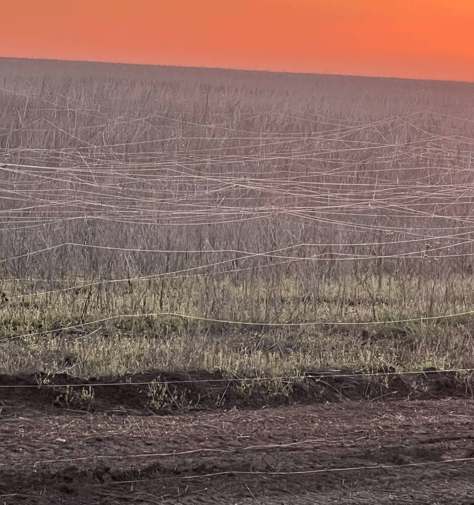 A picture of a field filled with fiberoptic cables, location not specified.