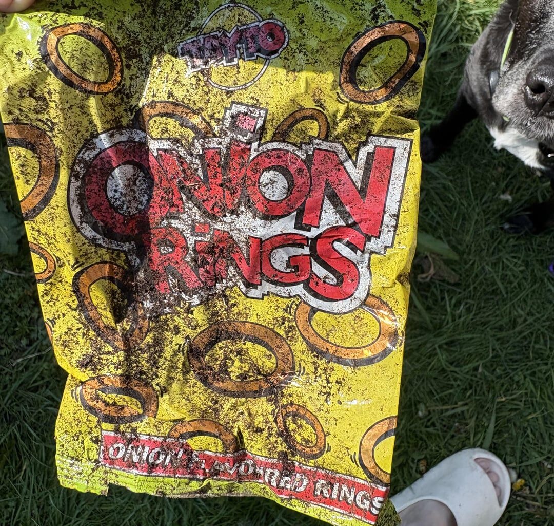Here, Lads! Look what blew into my garden!