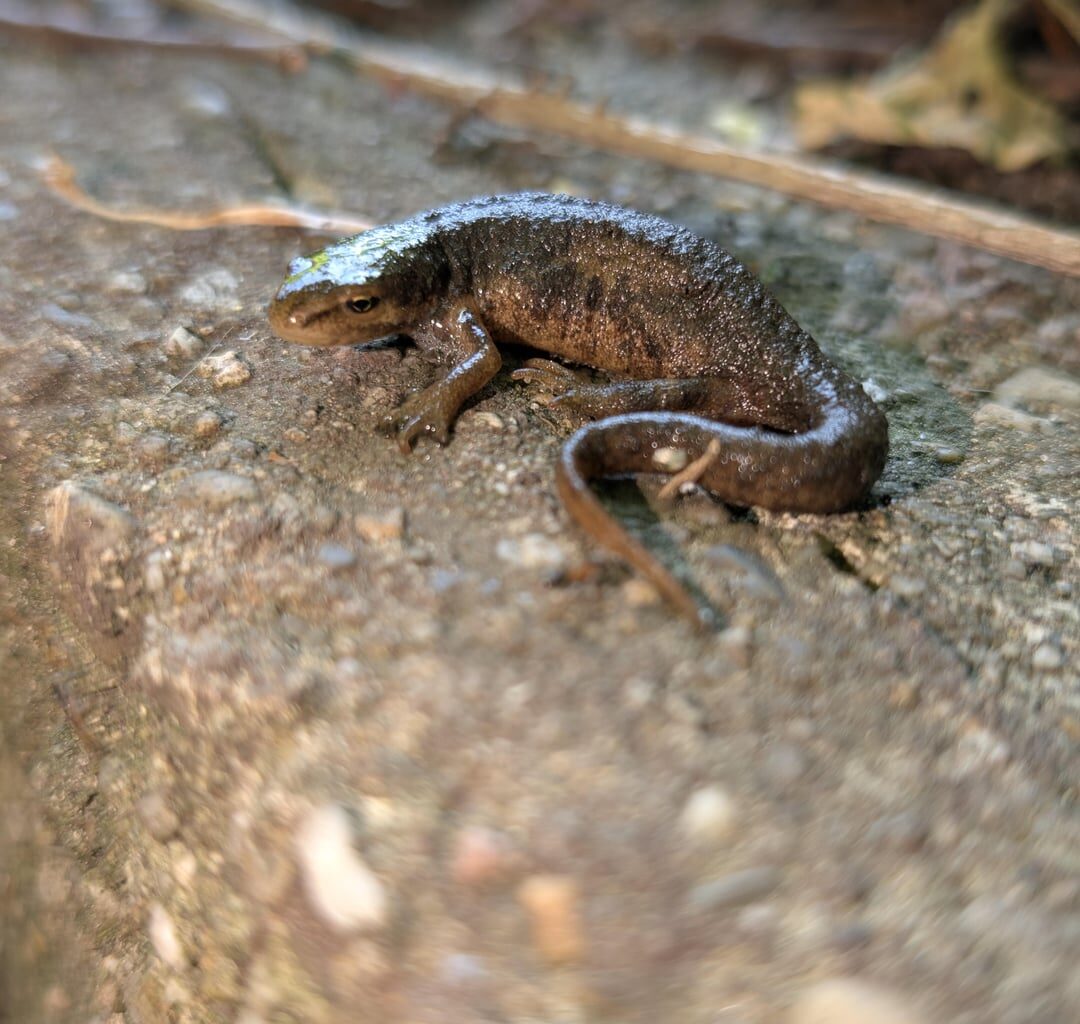 Windschnittiger Teichmolch