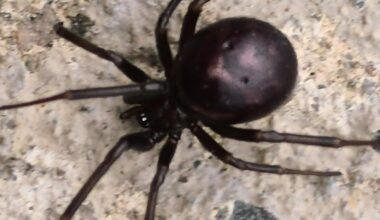 Anyone identify this?
